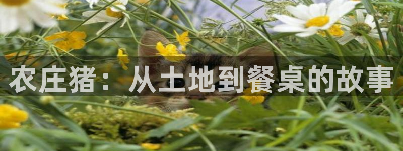 天辰娱乐入口