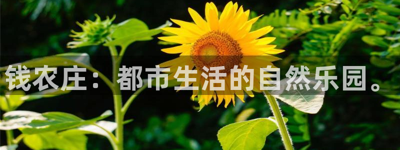 天辰娱乐简介