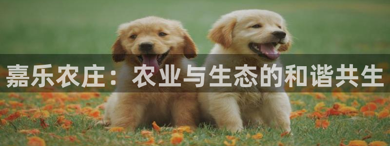 天辰娱乐上级